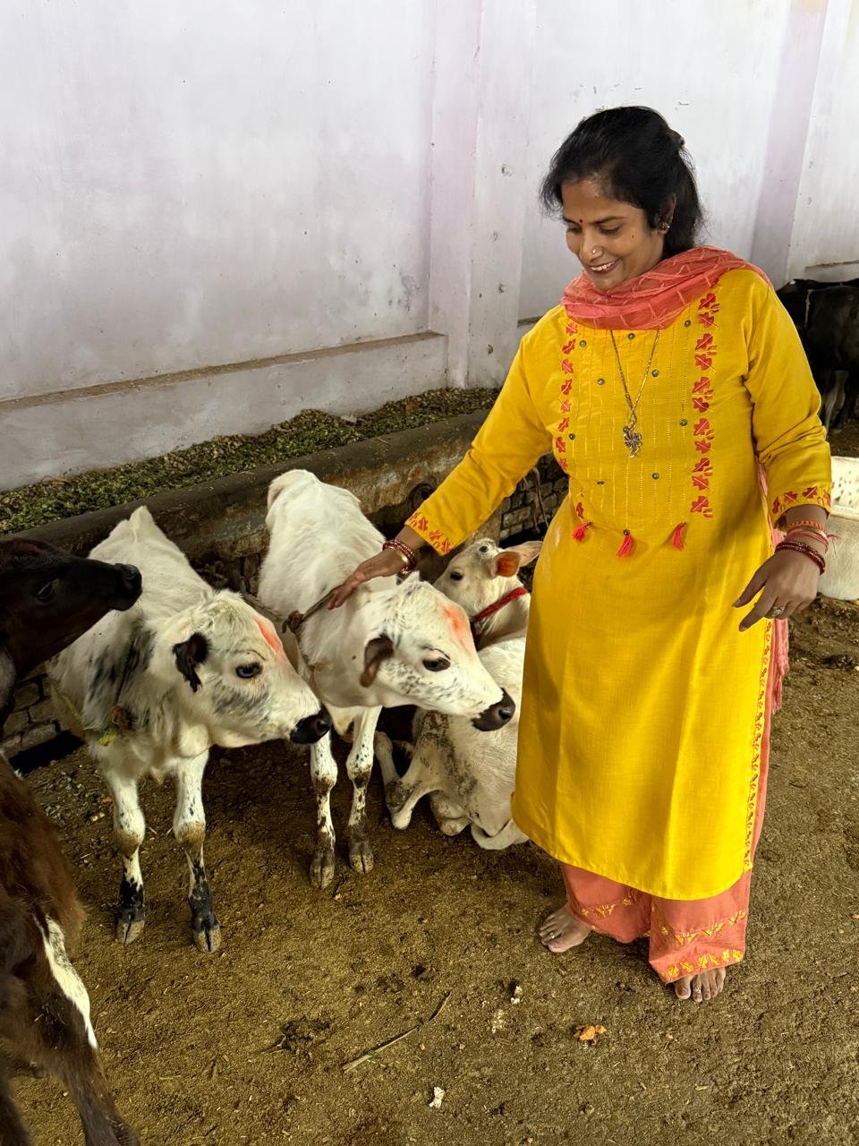 Cow Day